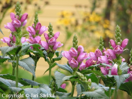 Liilakonnanyrtti - lila sk&ouml;ldpadds&ouml;rt - Chelone obliqua